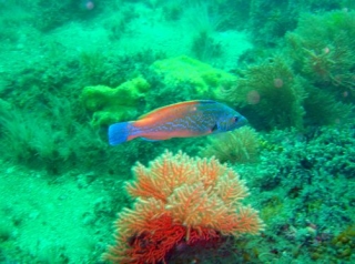 Histoire d'Eau Plongée